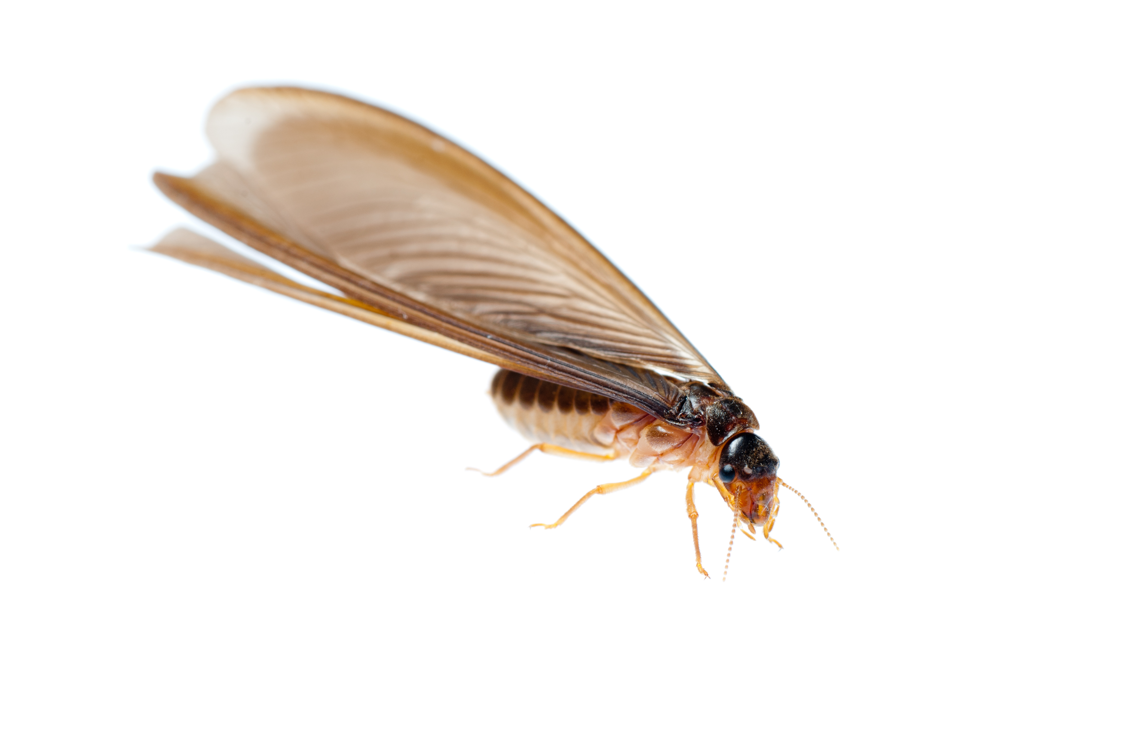 termite with wings in baltimore, md