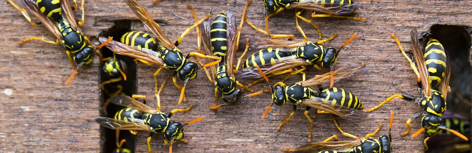 bees