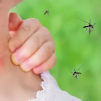Mosquitoes biting a person on the neck